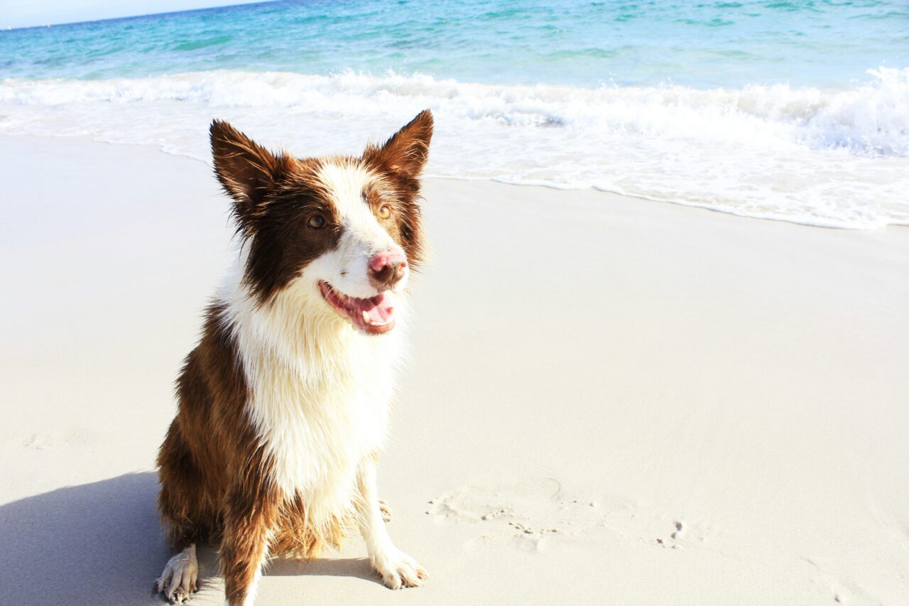 braun-weißer hund am strand auf sylt in westerland beim hundefreundlichen hotel Landhaus sylter hahn